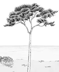 地中海松樹 壁畫(墨)